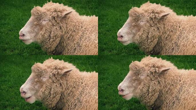 绵羊在田间嚼草