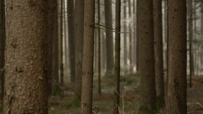 特写，dop: 在美丽的云杉森林中生长的狭窄而高大的树干