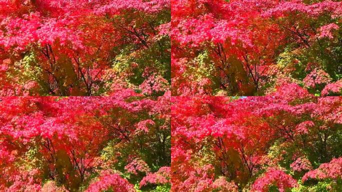 树叶颜色变化秋天的枫树