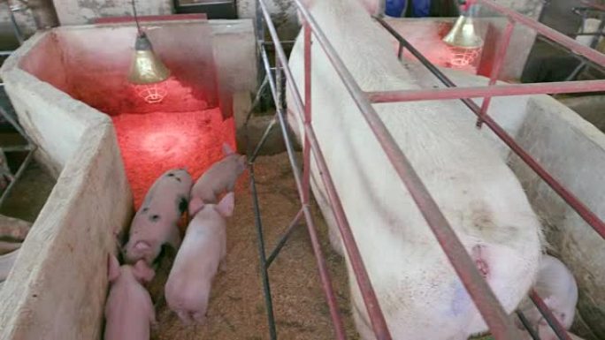 一个工业养猪场的产仔箱中的母亲和小猪