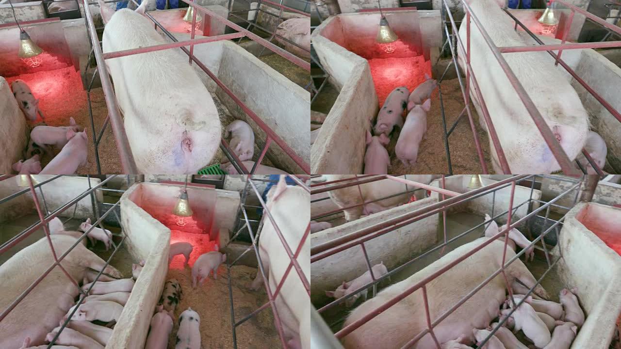 一个工业养猪场的产仔箱中的母亲和小猪