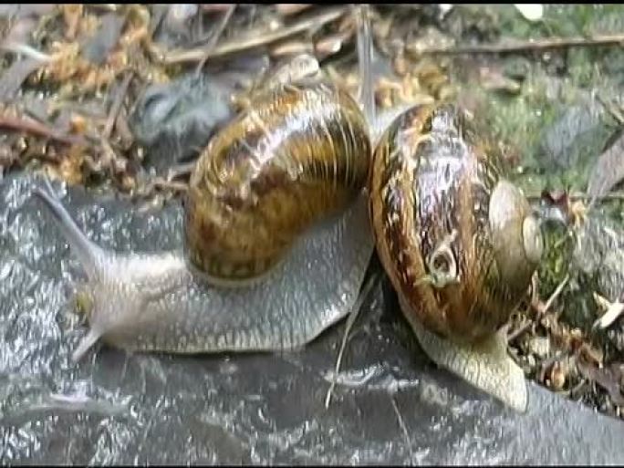 两只蜗牛在一起
