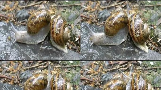 两只蜗牛在一起