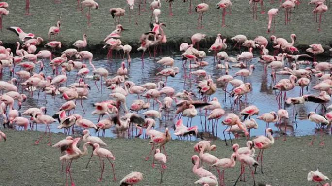 火烈鸟湖-坦桑尼亚阿鲁沙国家公园