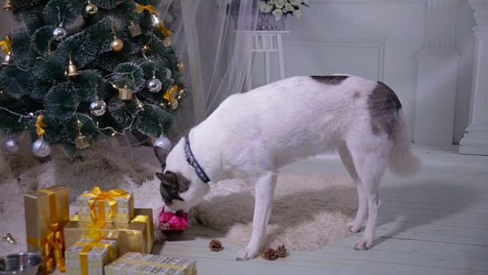 西伯利亚哈士奇打开礼物靠近圣诞树