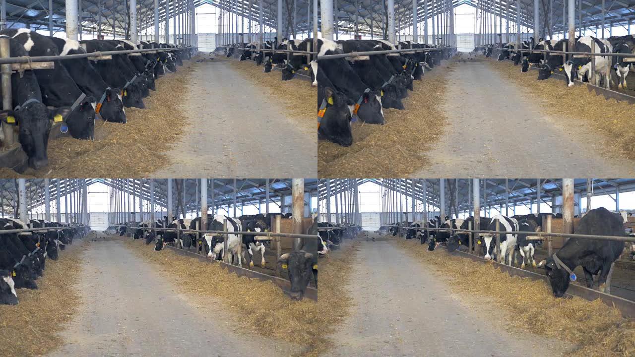 农场谷仓里的奶牛吃干草。室内奶牛农场
