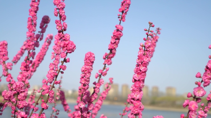 春日桃花镜头