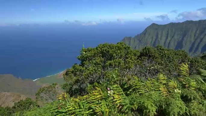 俯瞰火山山谷和蓝色海洋的高山山顶茂密的植被