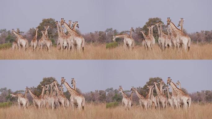 一大群长颈鹿站在非洲博茨瓦纳的丛林草原上，这是一段不寻常的镜头