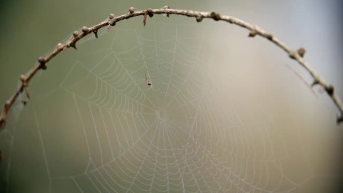 蜘蛛在秋季林地制作露水网