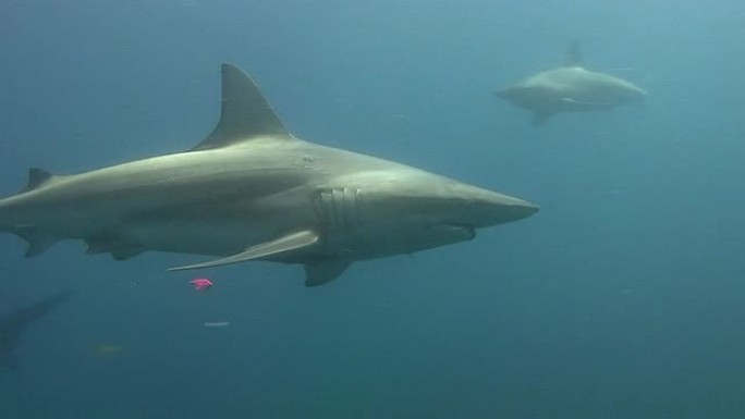 带鱼线的鲨鱼鲨鱼海洋大海野生动物