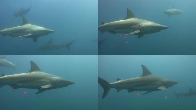 带鱼线的鲨鱼鲨鱼海洋大海野生动物