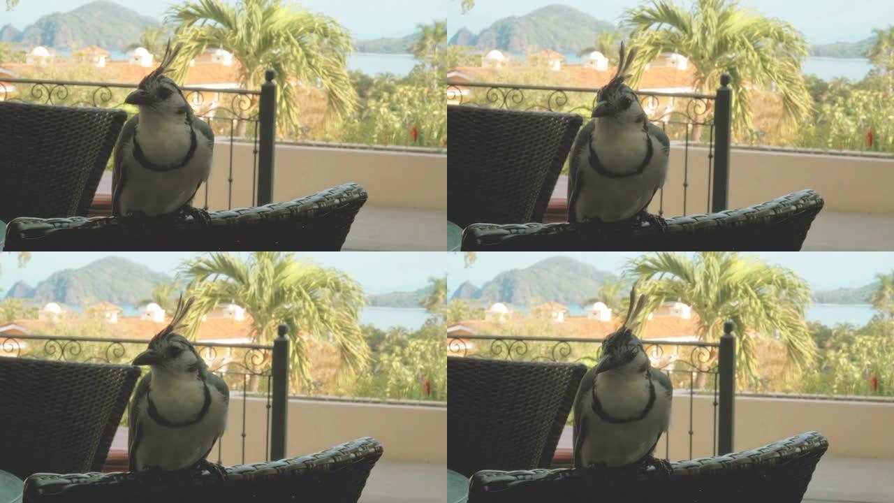 在热带度假胜地的椅子上摆姿势的蓝鸟
