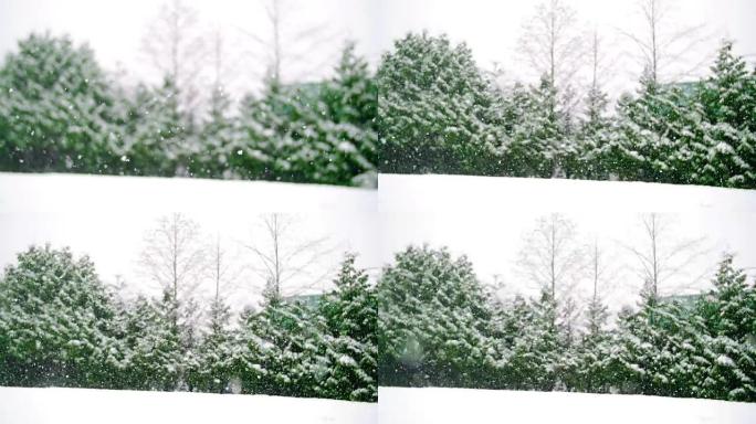 冬天被雪覆盖的树木