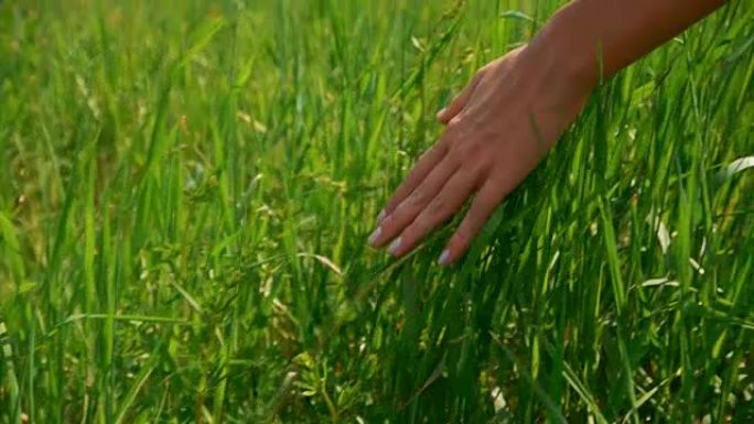 女人的手摸田野里的绿草。乡村和自然风光