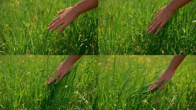女人的手摸田野里的绿草。乡村和自然风光