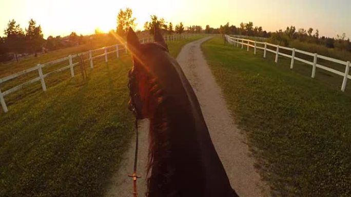 FPV: 骑马骑美丽的强壮的深棕色马进入金色的夕阳