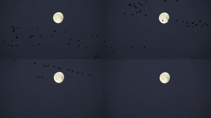 沙丘鹤飞越大月亮内布拉斯加州