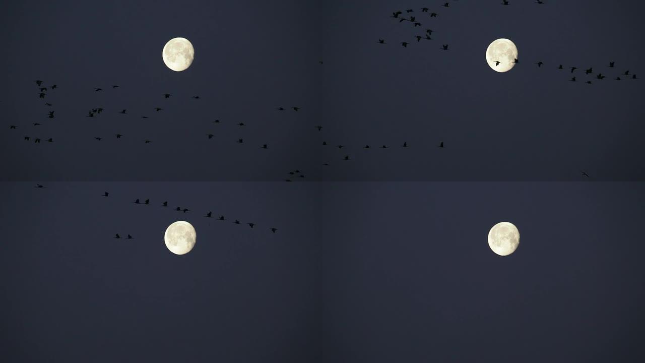沙丘鹤飞越大月亮内布拉斯加州