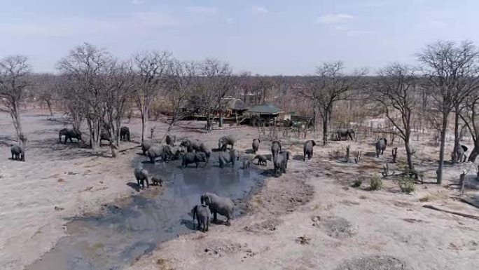 在博茨瓦纳Khwai私人保护区的鬣狗潘喝的一群大象的特写空中飞行