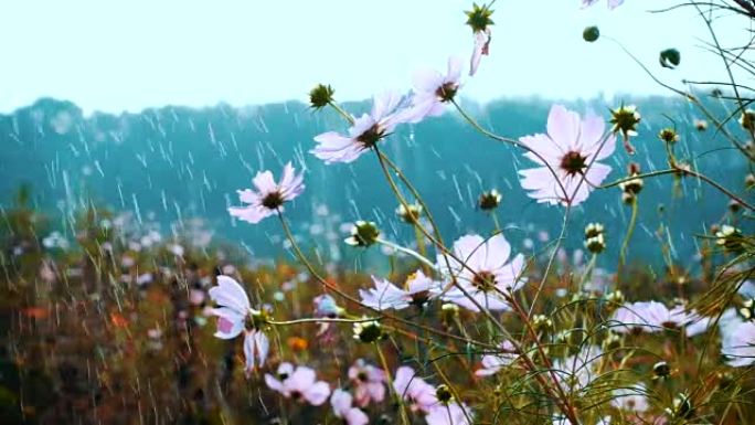 雨滴落在花园的花朵上