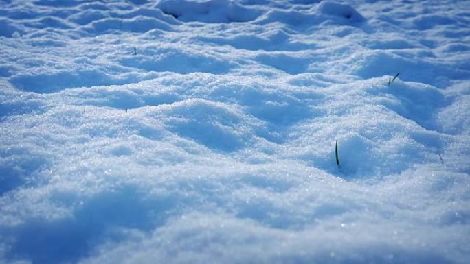 在雪地上移动，草芽穿过