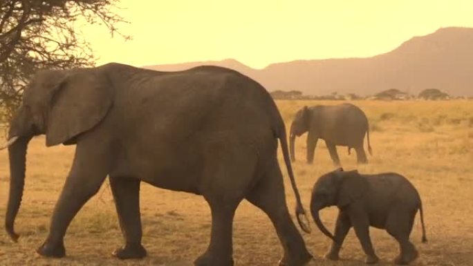特写: 大象家庭与婴儿穿越尘土飞扬的干旱大草原