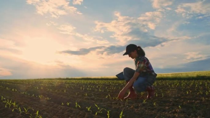 年轻的少女农民用数字平板检查树苗在阳光下，农村的田野，慢镜头