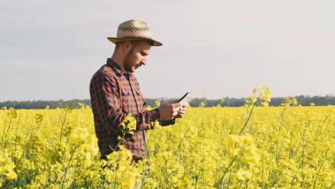 男农民用数码平板在阳光明媚、田园诗般的黄色菜籽田里，实时工作