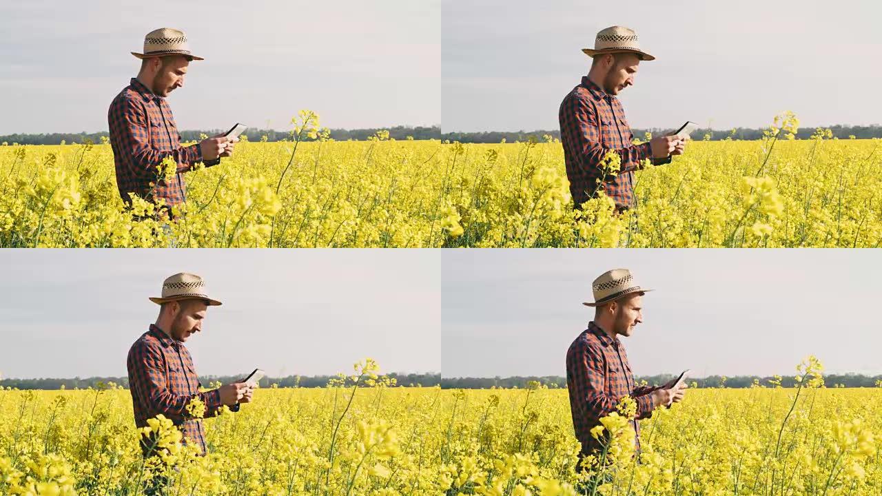 男农民用数码平板在阳光明媚、田园诗般的黄色菜籽田里，实时工作