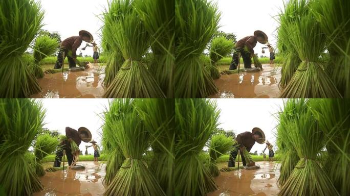 扛着秧苗在稻田里的农民