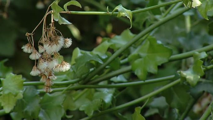 蓬松的干花蓬松的干花