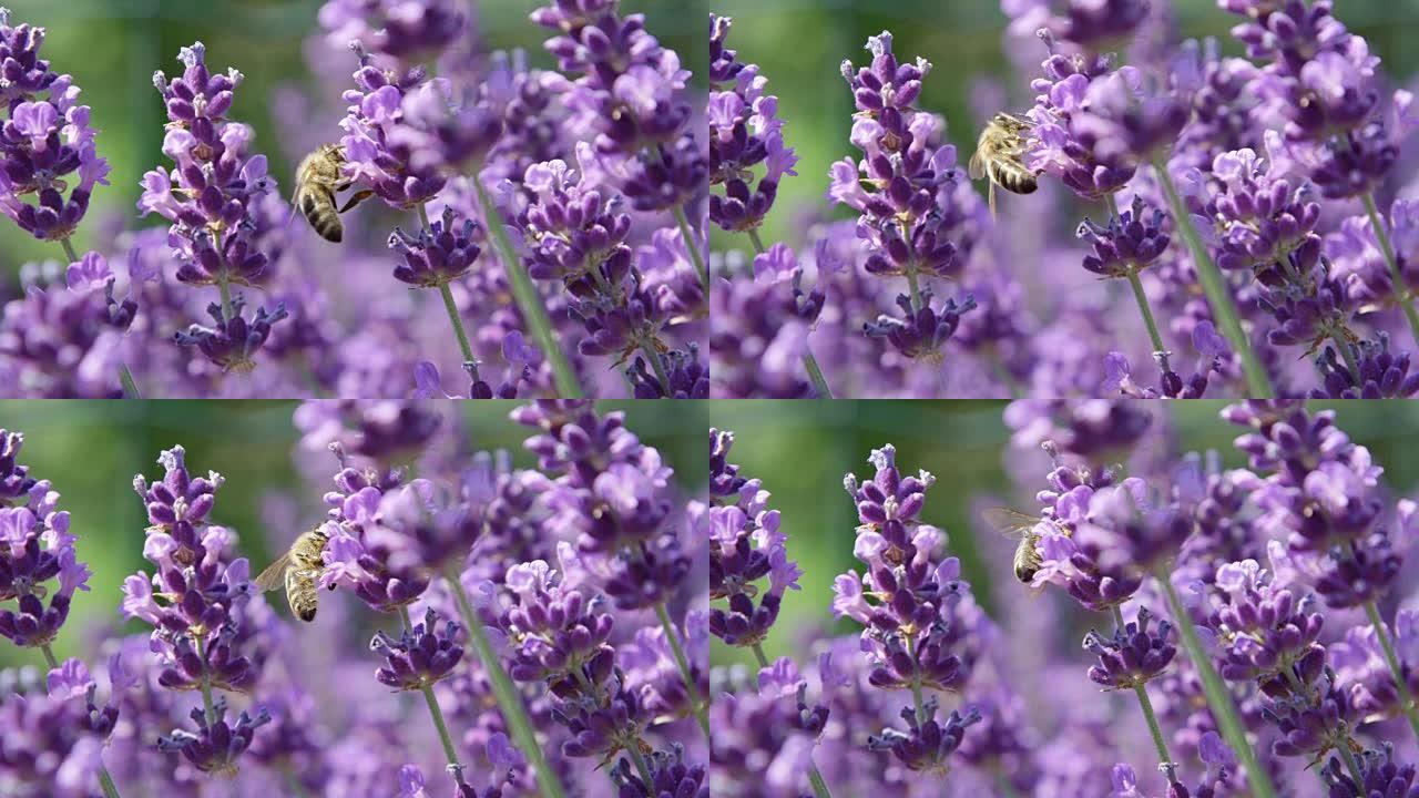 蜜蜂在令人惊叹的薰衣草丁香地里采集花蜜