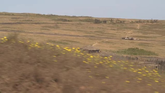 空中: 非洲牧场上令人惊叹的马赛村庄和部落放牧动物