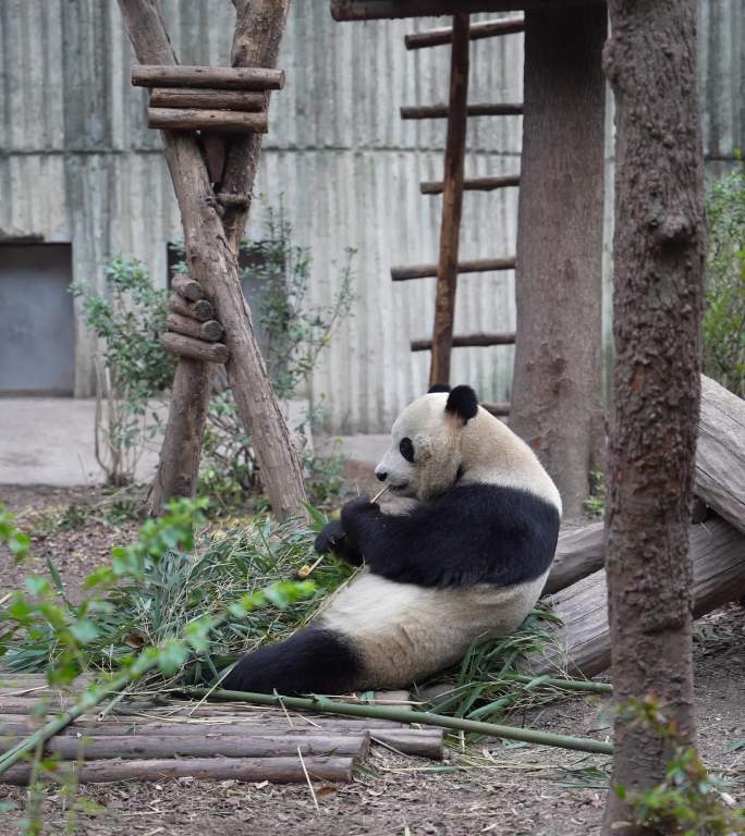 4K大熊猫侧身吃竹子竖屏