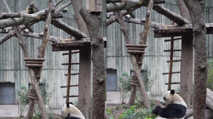 4K大熊猫侧身吃竹子竖屏