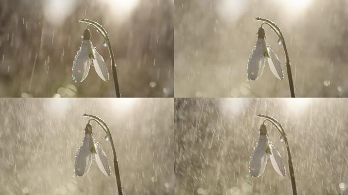 Dop: 在阳光明媚的早晨，雨水开始落在白色的钟形雪花莲上