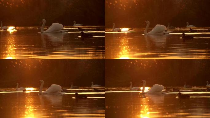 慢动作: 池塘里的天鹅和鸭子