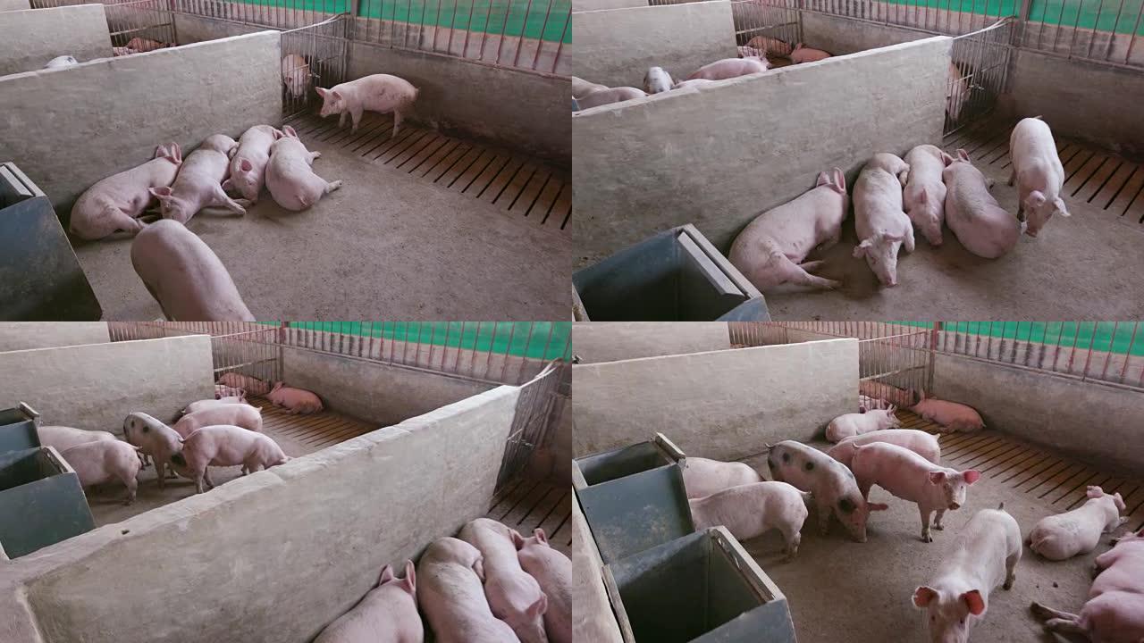 在工业养猪场的围栏中移动幼猪的镜头