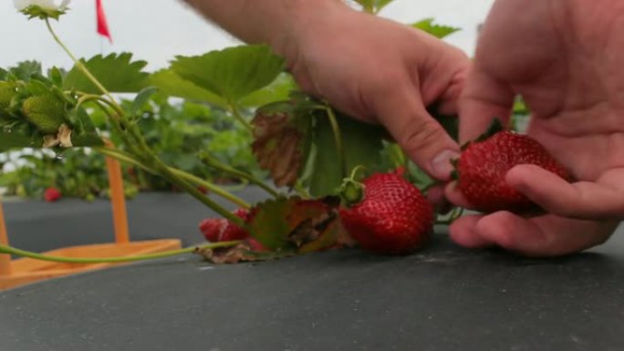 采摘草莓采摘生态水果