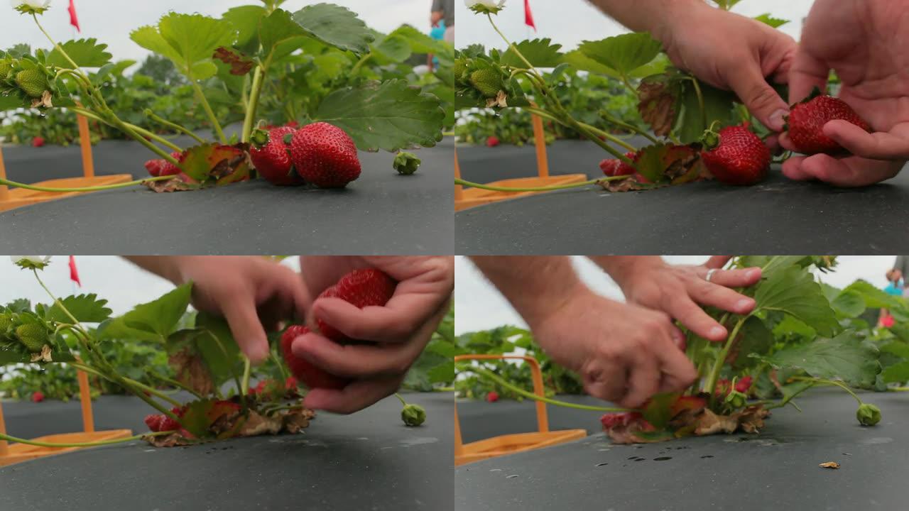 采摘草莓采摘生态水果