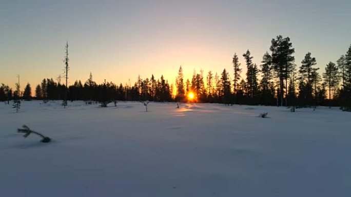 日落时关闭松树森林附近闪闪发光的雪毯覆盖场