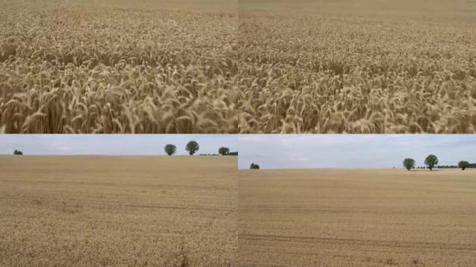 在大片田野上成熟的黑麦。田园诗般的夏季景观