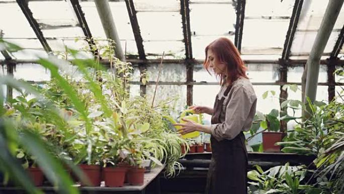 穿着制服的开朗女工正在用灌壶给果园里的绿色植物浇水。年轻漂亮的女人专注于温室的工作。