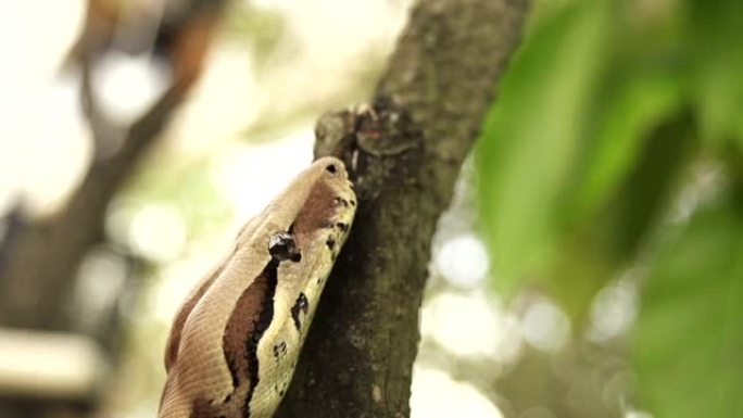 慢动作: 大自然中的蛇