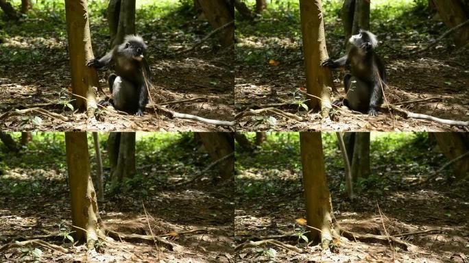 猴子吃灰树皮