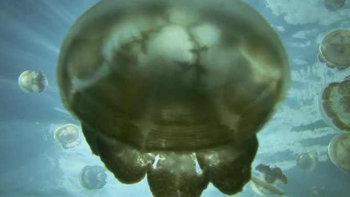 水母水母海底