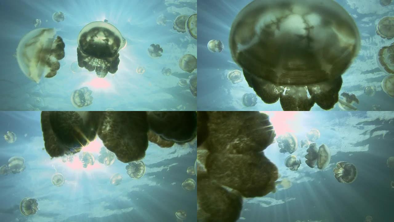 水母水母海底