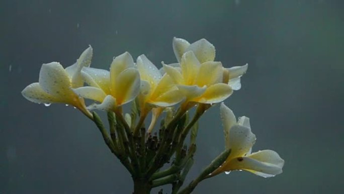 巴厘岛花园中夹竹桃花朵上雨滴的宏观特写细节