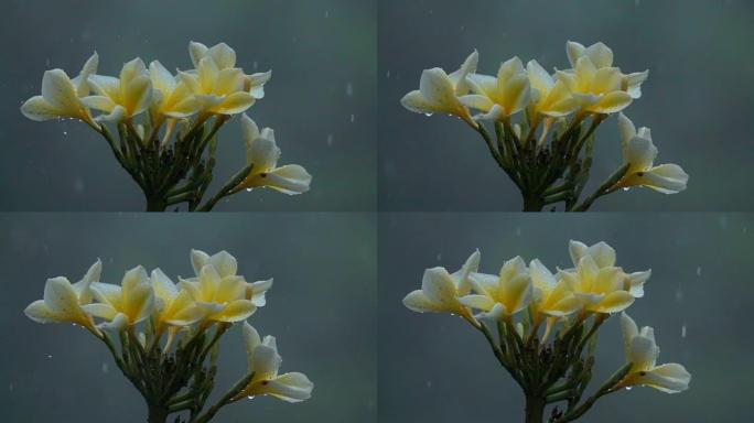 巴厘岛花园中夹竹桃花朵上雨滴的宏观特写细节
